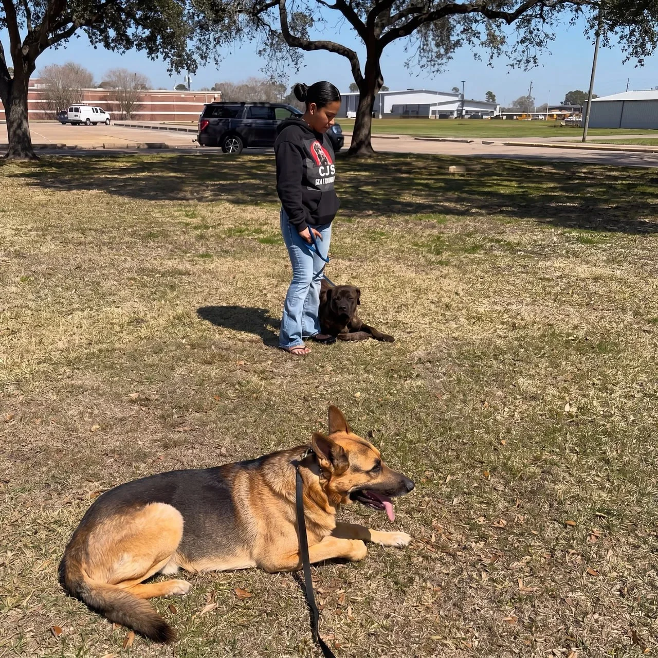 CJ's Dog Training handler practicing obedience with dogs in Houston