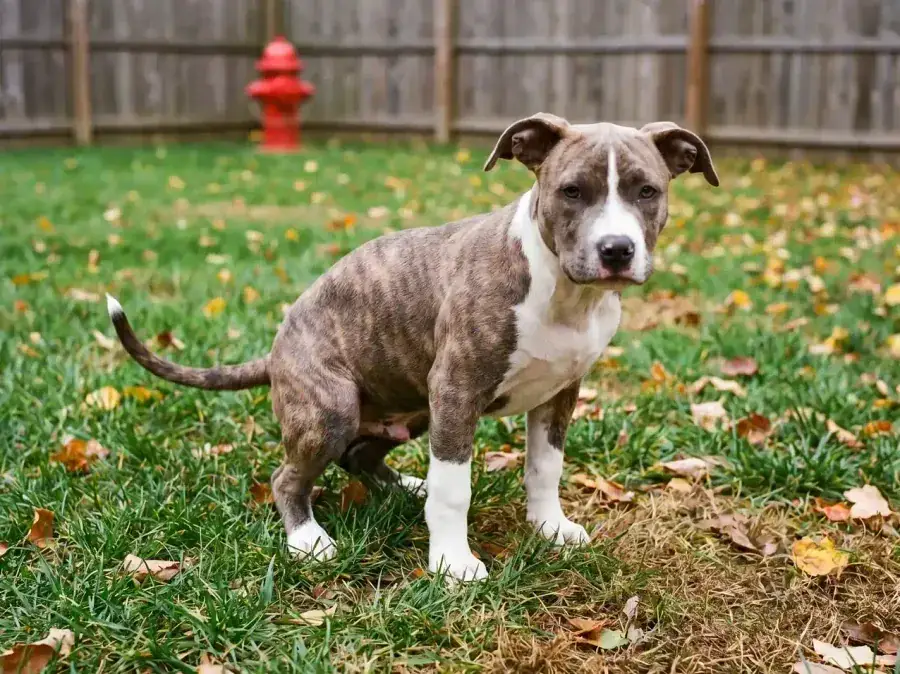 Potty Training