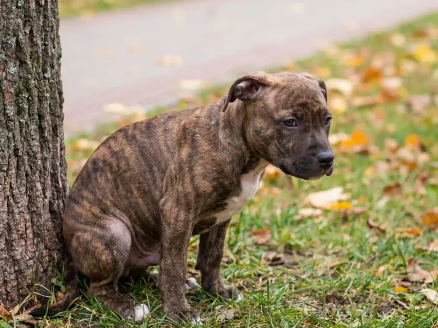 Why Most Houston Puppies Take Forever to Potty Train